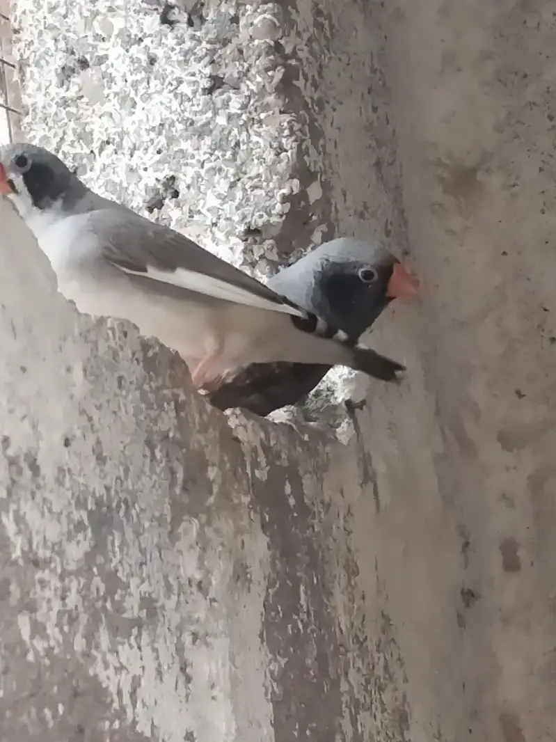 Hogoromo / Snow White/Commen white/Orange breasted/Black breasted — photo 10