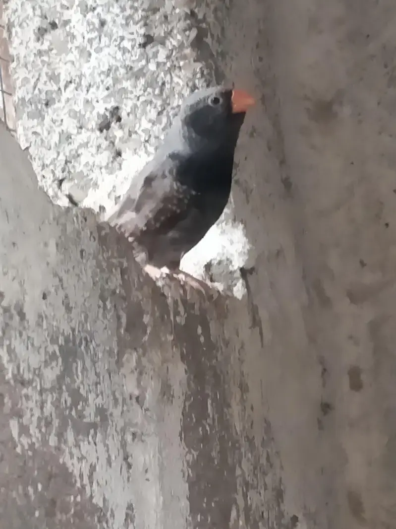 Hogoromo / Snow White/Commen white/Orange breasted/Black breasted — photo 11