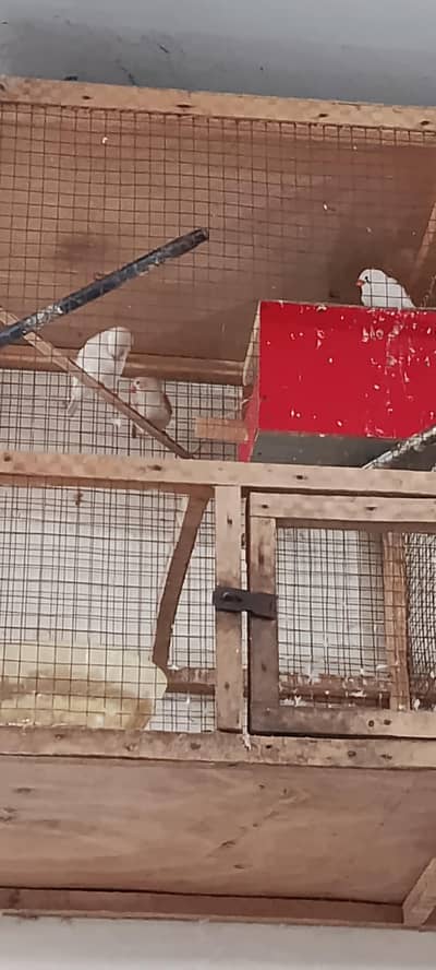 Finches Healthy Active Plus Cage For Sale