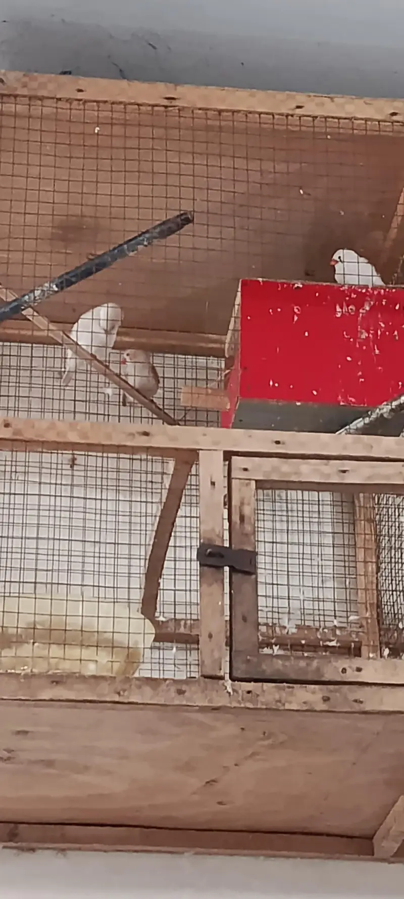 Finches Healthy Active Plus Cage For Sale
