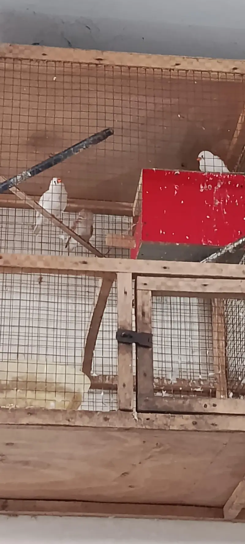 Finches Healthy Active Plus Cage For Sale — photo 2