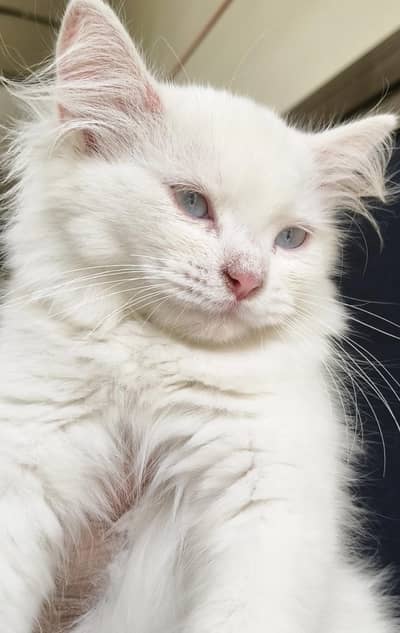male kittens