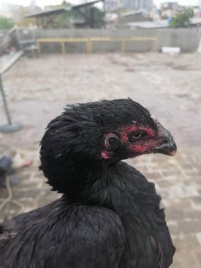 aseel black madi for sale