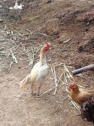 Aseel murgi or murga For sale in very reasonable price