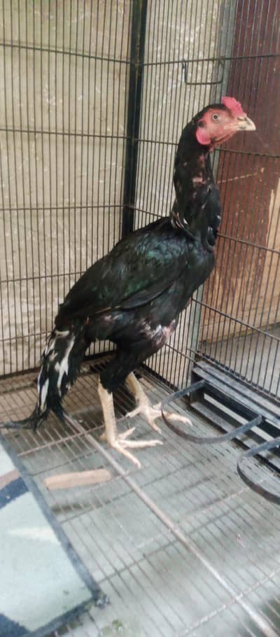 Aseel lassani male