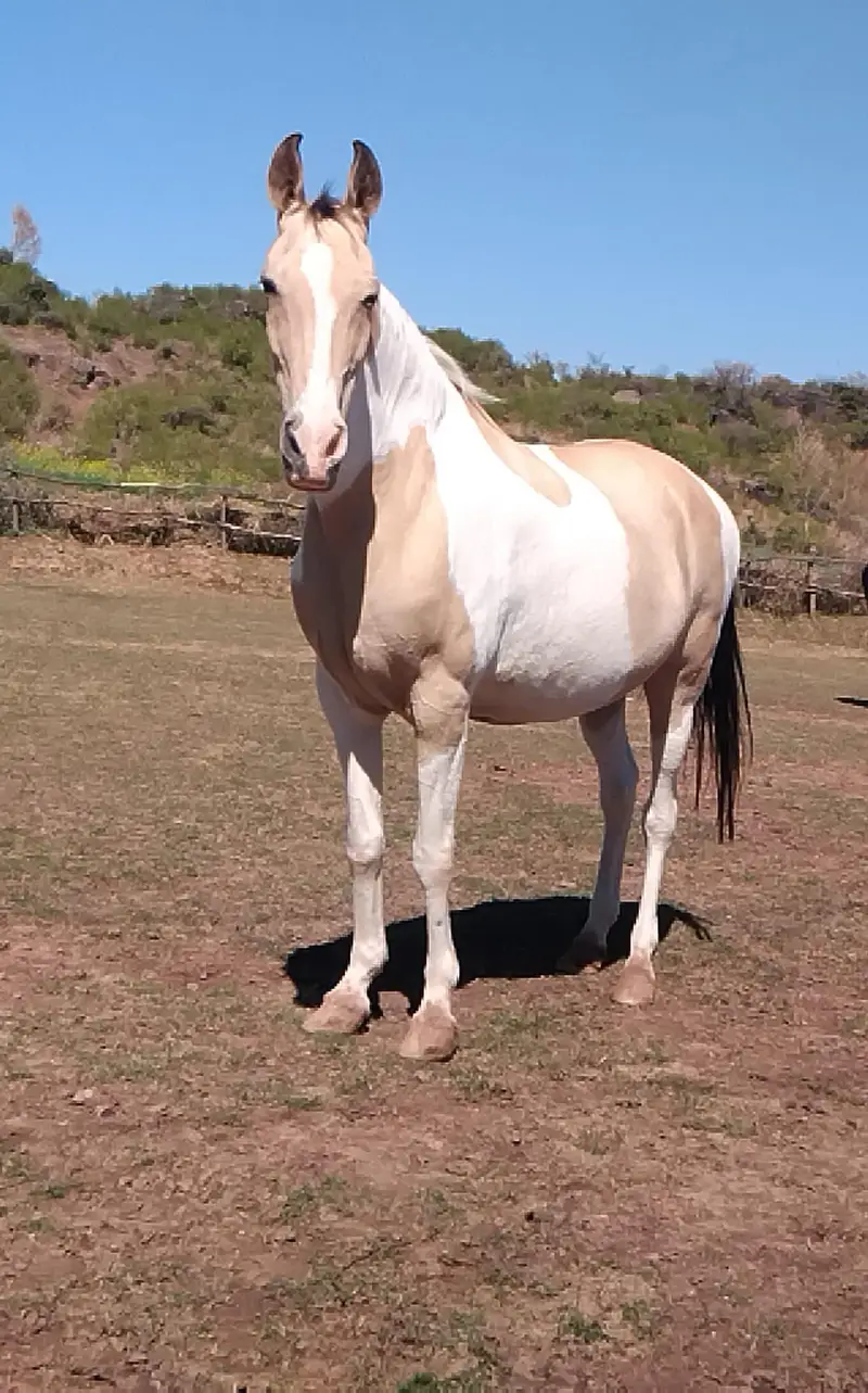 Unique color breeder mare — photo 2