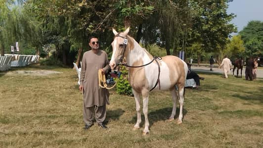 Unique color breeder mare
