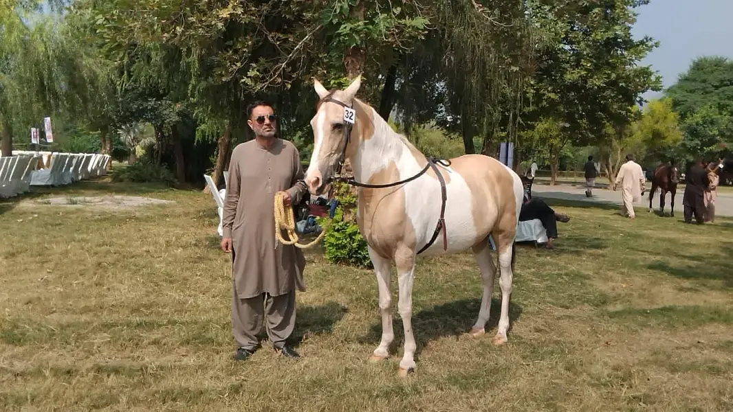 Unique color breeder mare
