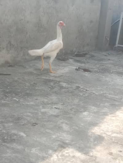 Urgent sale White shamo age 5 to 6 months