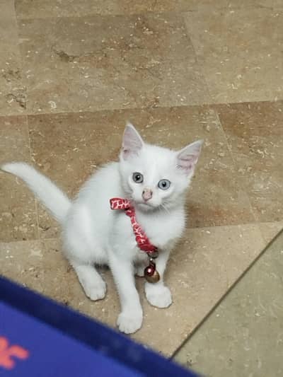 A persian female cat of 2 mounths single coat