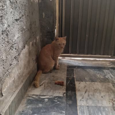Red Cat for sale / Kitten