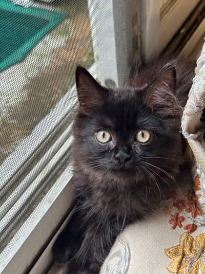 Persian black cat