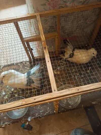 White fancy pigeon pair