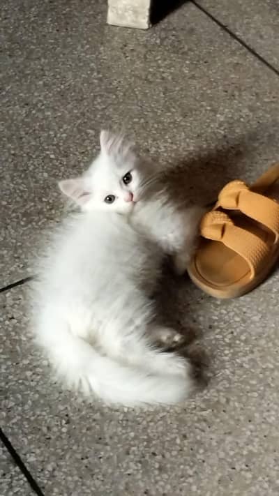 white Persian male kitten