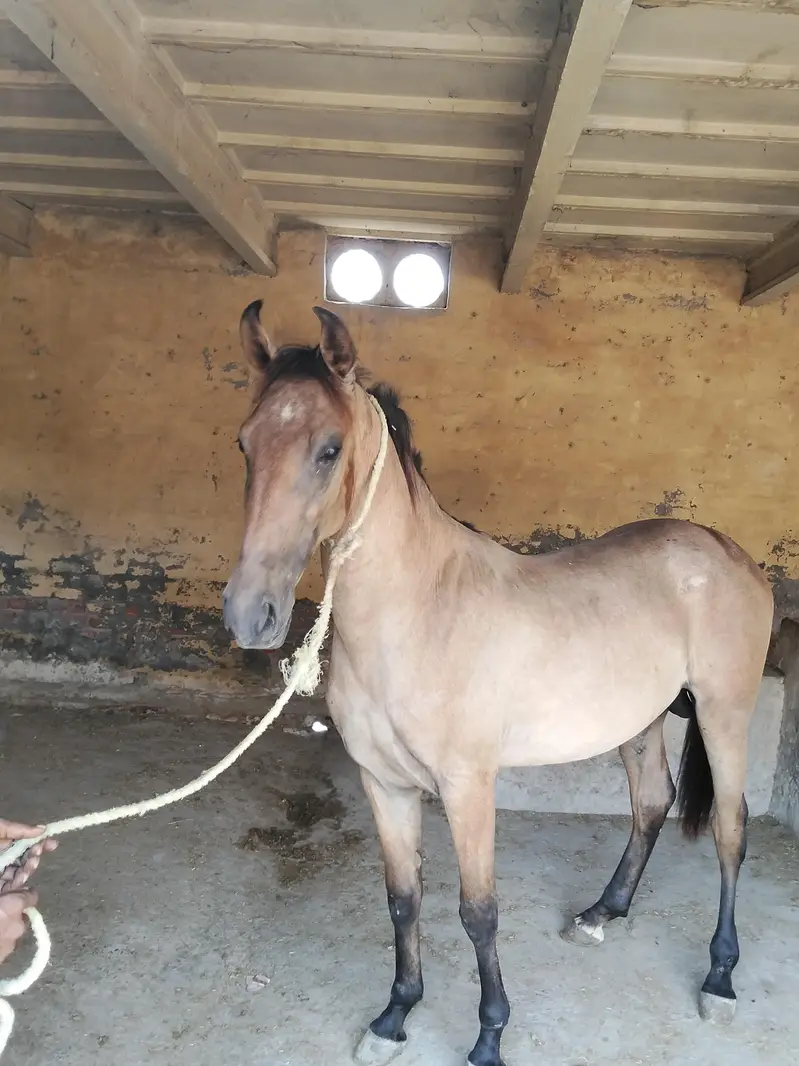 ساون وچھیرا03458212799