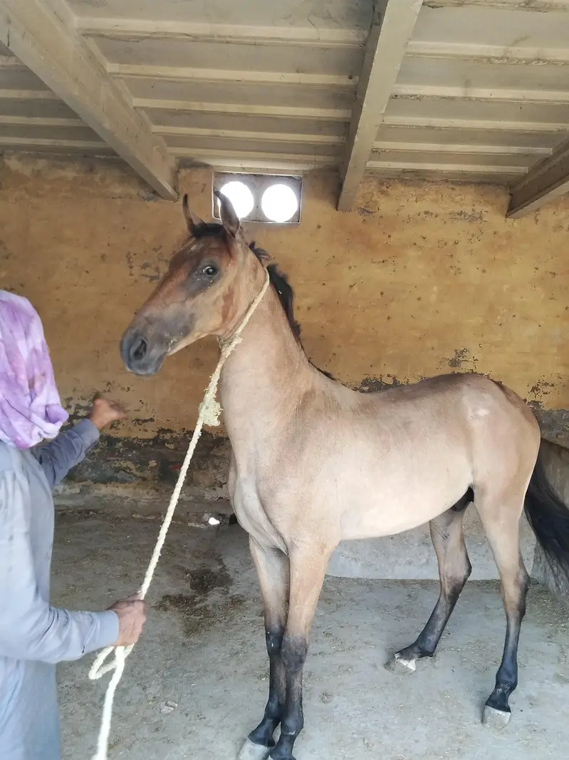 ساون وچھیرا03458212799 — photo 3