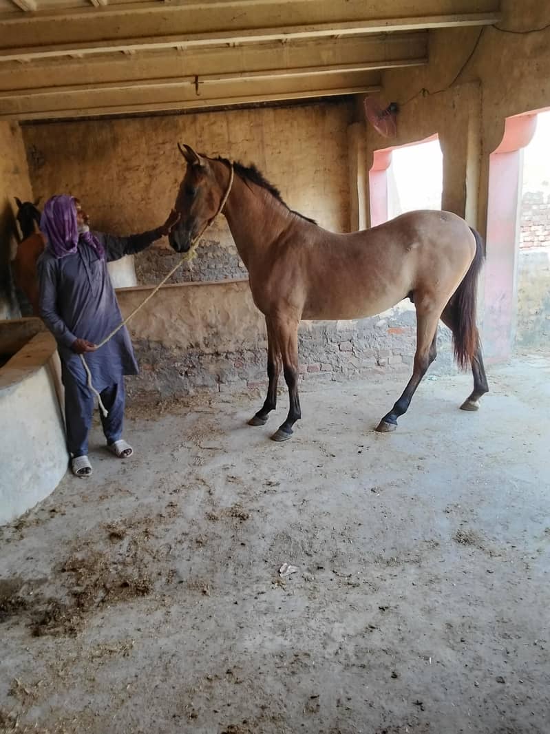 ساون وچھیرا03458212799 3