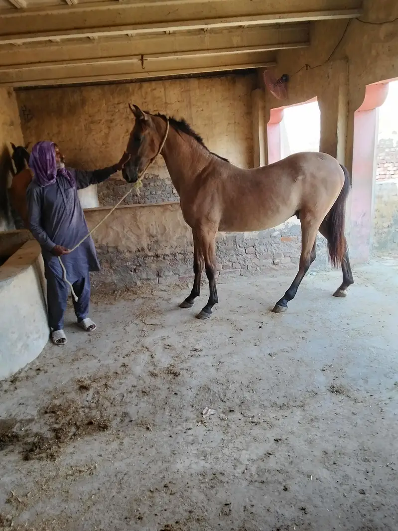 ساون وچھیرا03458212799 — photo 4