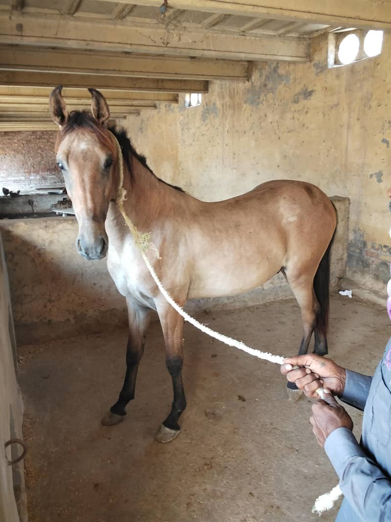 ساون وچھیرا03458212799 4