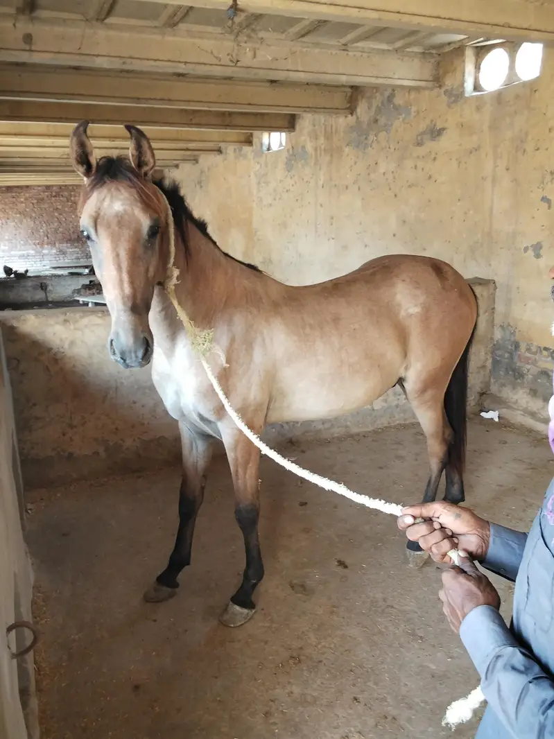 ساون وچھیرا03458212799 — photo 5