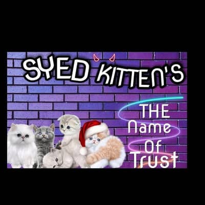 Syed kittens 