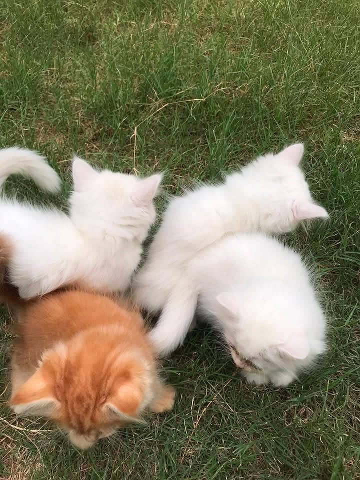 Persian kittens 2