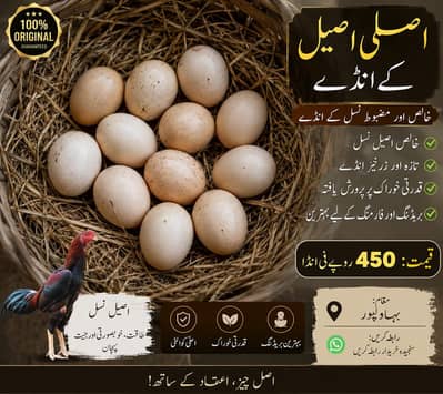 Aseel eggs  for sale