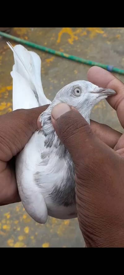Breeder quality pair or single male forsale(03705933305) only WhatsApp