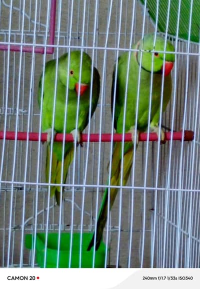 بولنے والے طوطے