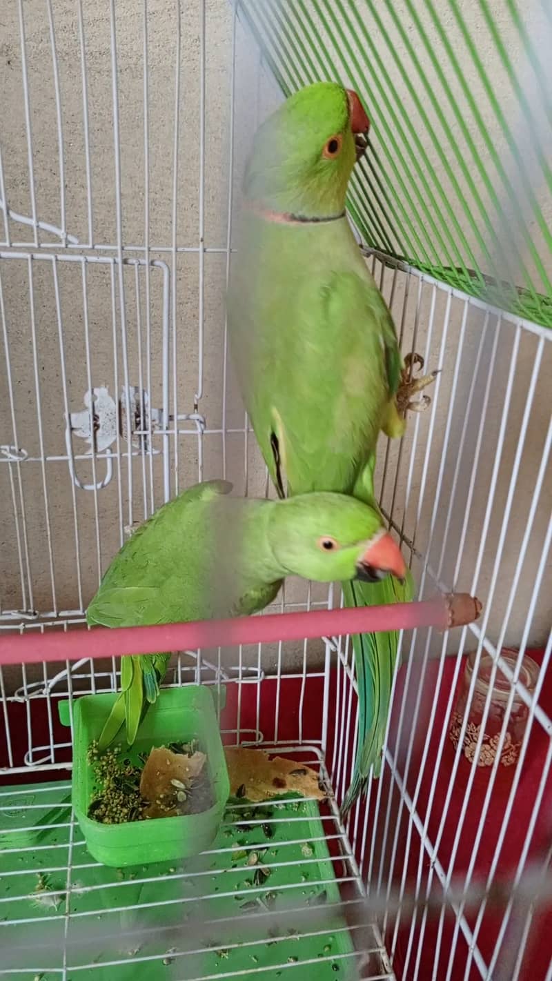 بولنے والے طوطے 2