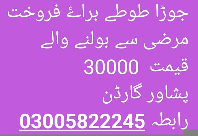 بولنے والے طوطے 4