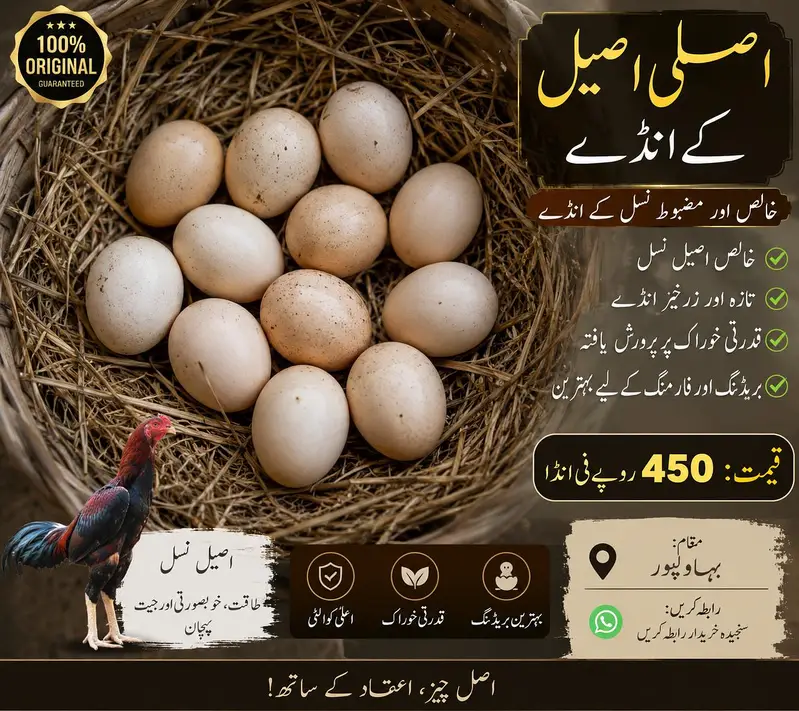 Aseel eggs  for sale