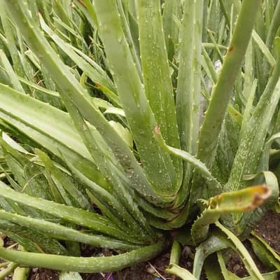 Alovera Plants