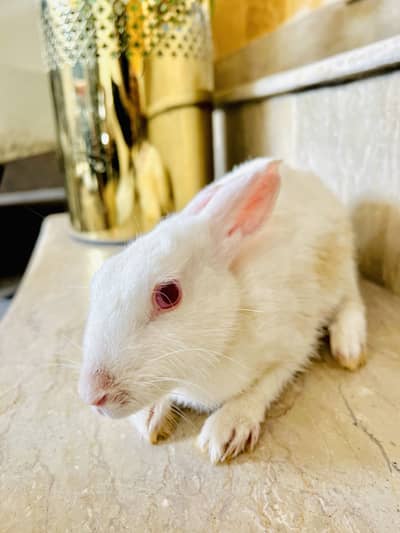 Rabbit
