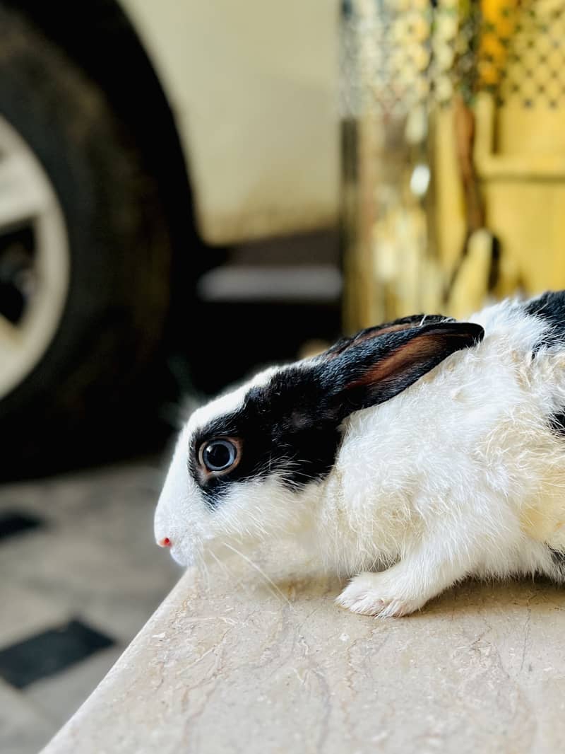 Rabbit 1