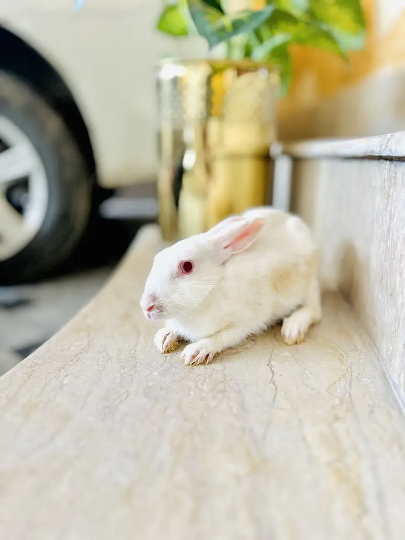 Rabbit — photo 3