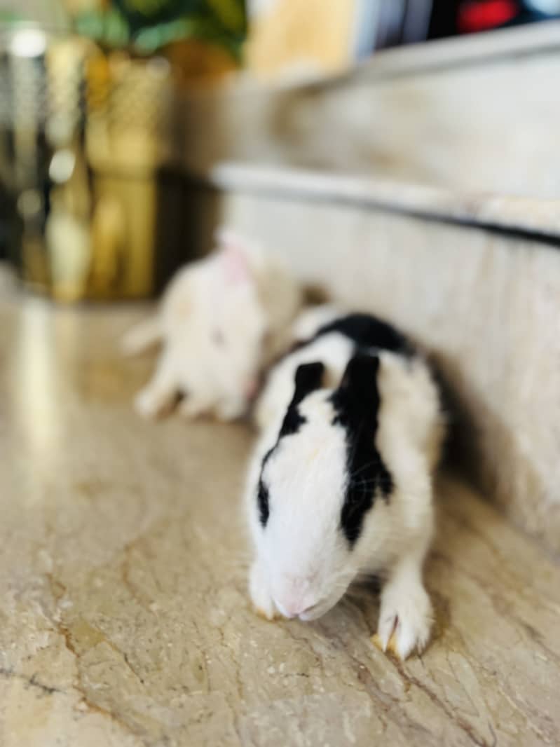 Rabbit 3