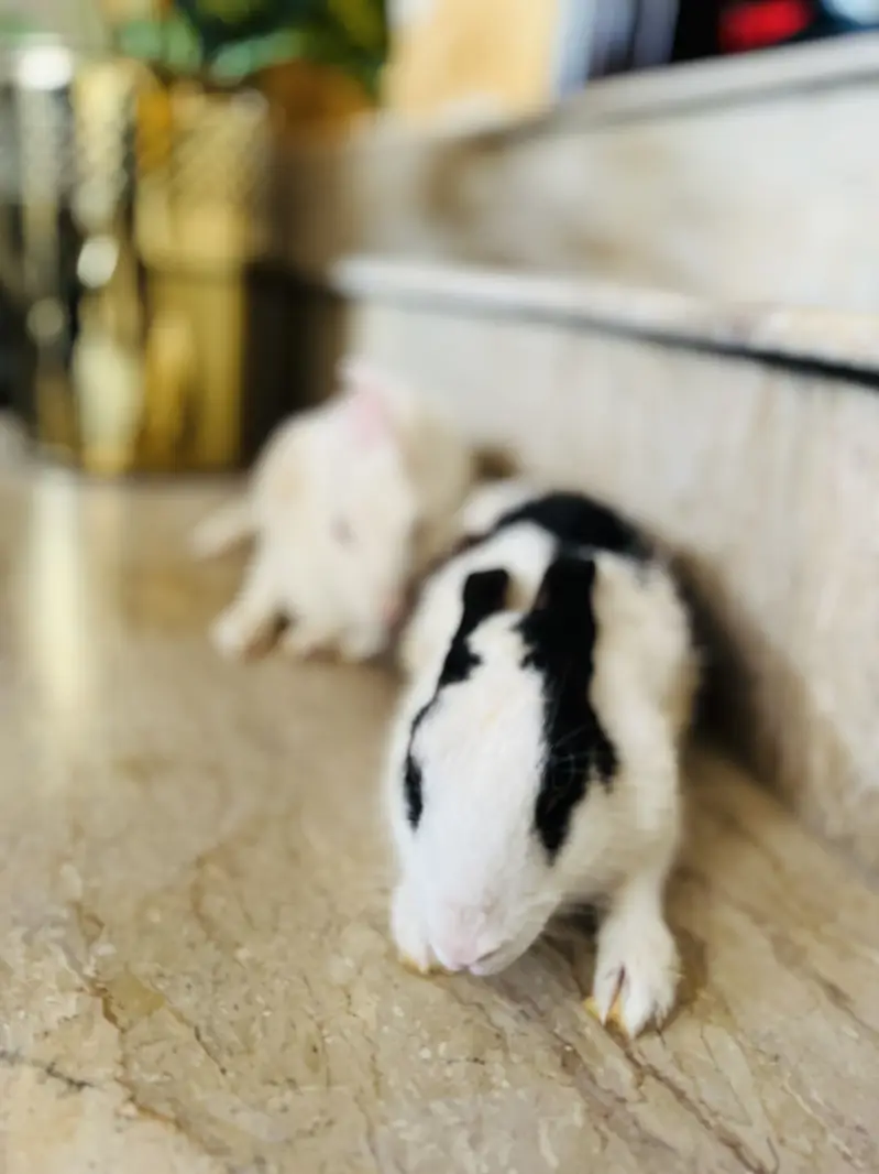Rabbit — photo 4