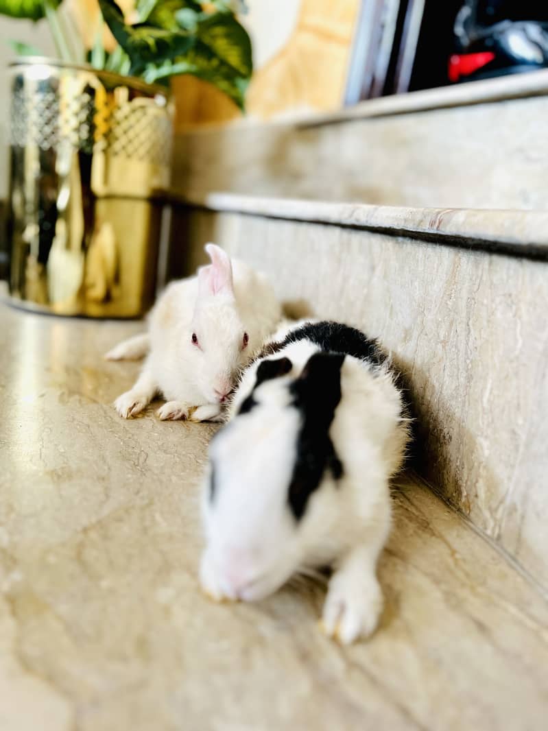 Rabbit 4