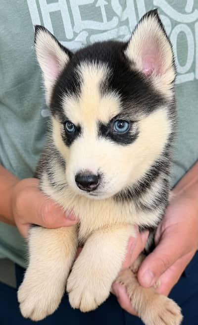 Siberian husky puppies dog for sale.