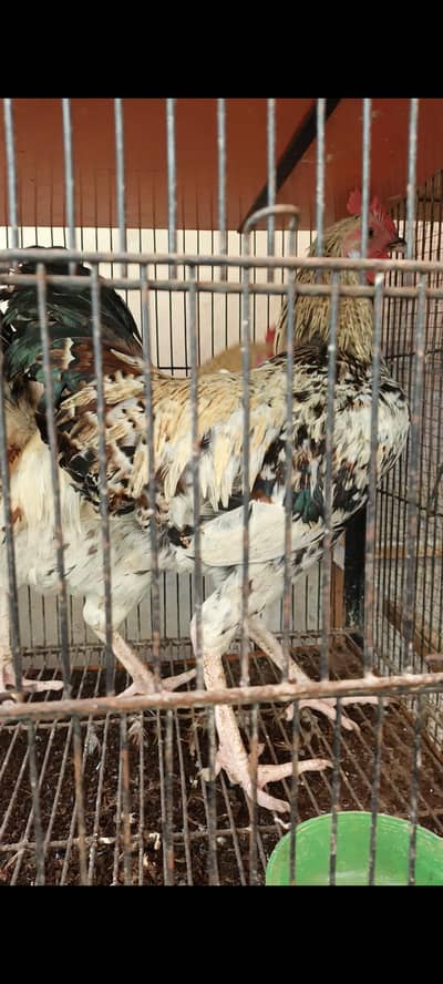 Golden misri hens ready to egg start