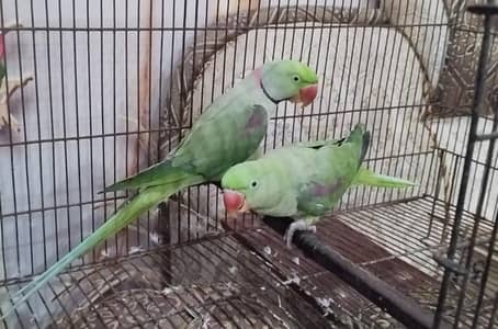 raw talking pair for sale Rs 45000