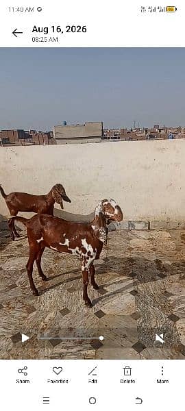 nagri bital pathen for sale03067921675