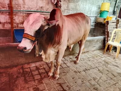 Available for qurbani 2027