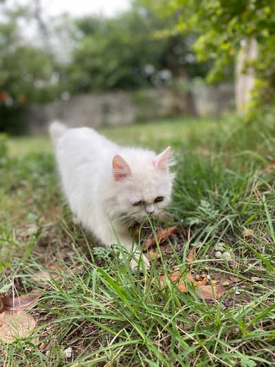 Doll Face Persian Cats Breeders and Kittens
