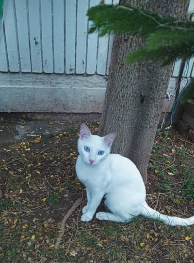Beautiful trained blue eyes cat .