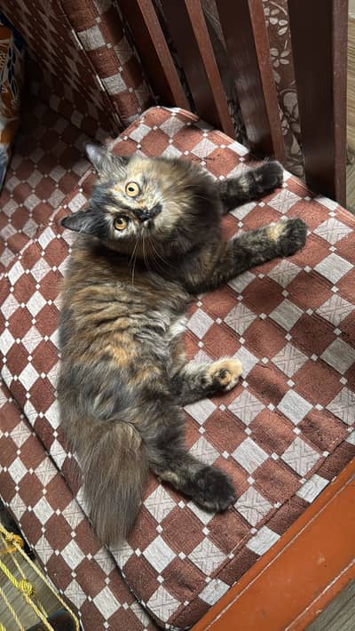 4 month female cat healthy cat. Triple cot