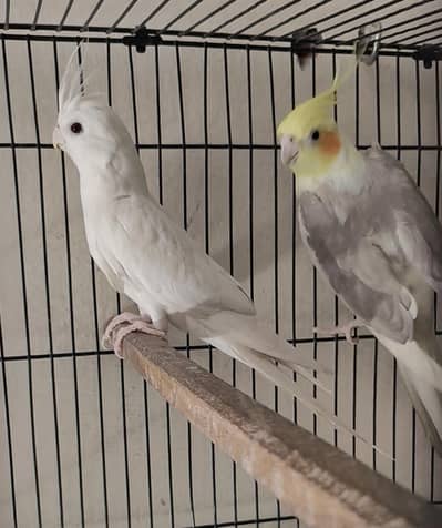 Healthy Active Cockatiel Pair – Very Active & Whistling – 10/10 Health