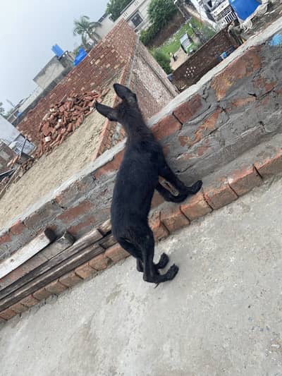 Black German Shepherd puppy female for sale