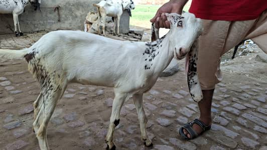 desi bakri ha